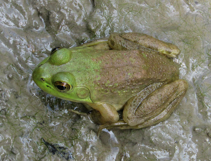 American Bullfrog